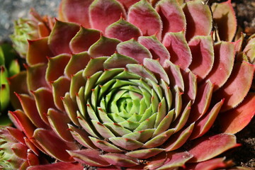 Fototapeta premium rojnik Sempervivum 'Dr. Fritz Köhlein'