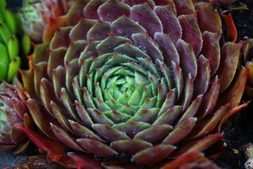 rojnik Sempervivum 'Dr. Fritz Köhlein'