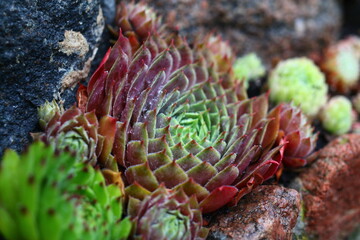 rojnik Sempervivum 'Dr. Fritz Köhlein'