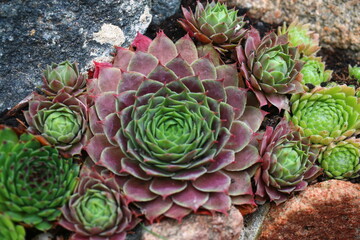 rojnik Sempervivum 'Dr. Fritz Köhlein'