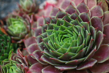 rojnik Sempervivum 'Dr. Fritz Köhlein'