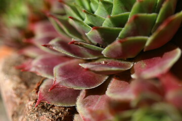 Fototapeta premium rojnik Monika Sempervivum