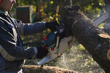 An employee in overalls saws a tree with a chainsaw.