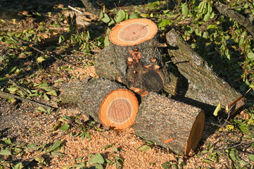 Sawn logs lie in disarray. The cuts tree are stacked randomly