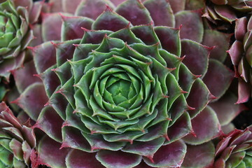 rojnik Monika Sempervivum
