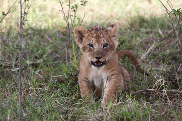 Baby lion cub looking into camers, portrait