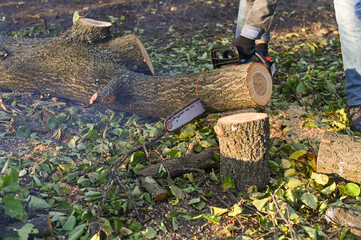 Sawing a tree in the garden with a chainsaw.