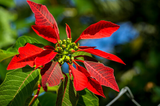 Euphorbia pulcherrima, inicio de floraci&oacute;n , conocida com&uacute;nmente como flor de pascua, flor de Nochebuena, flor de Navidad, Cuetlaxochitl, pascuero, estrella federal, pastora o poinsetia,.