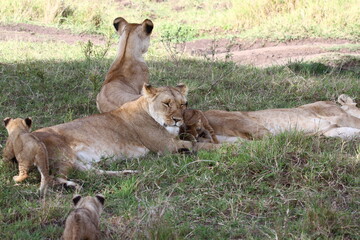 Three lionesses and three baby lion cubs resting in the shade