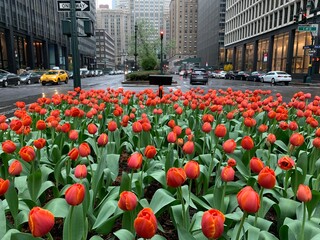 A tulip garden blooms on a rainy spring day in the center island of Park Avenue in New York City