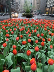 A bed of tulips bloom on a rainy spring day in the center of New York's Park Avenue, where traffic...