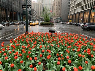 A bed of tulips bloom on a rainy day in a garden planted in an island on Park avenue in New York...