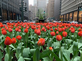 Tulips bloom on a rainy spring day in the center island of Park Avenue in New York City