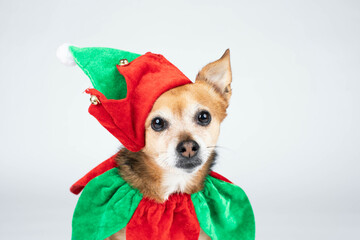 Cute chihuahua wearing a elf costume on a white background
