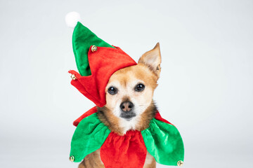 cute small dog wearing an elf costume on white background 