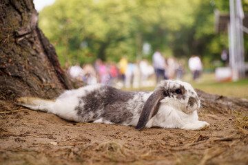Fototapeta premium A rabbit with an unperturbed look lies in the park