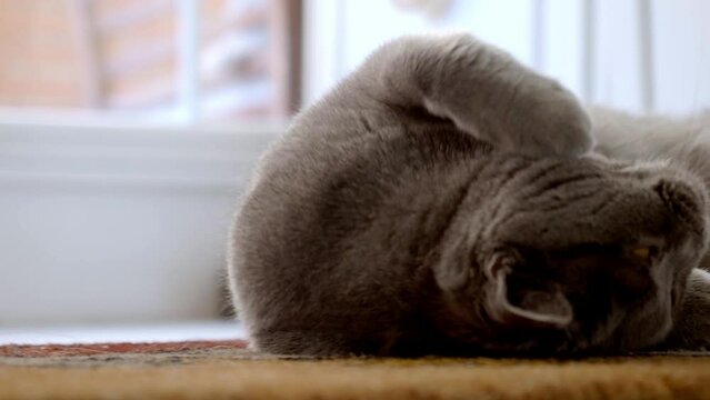 a British Shorthair cat, frolicking in front of a picture window