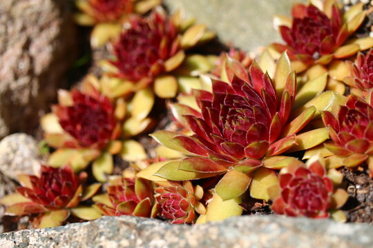 rojnik Sempervivum 'Dr. Fritz K&ouml;hlein'