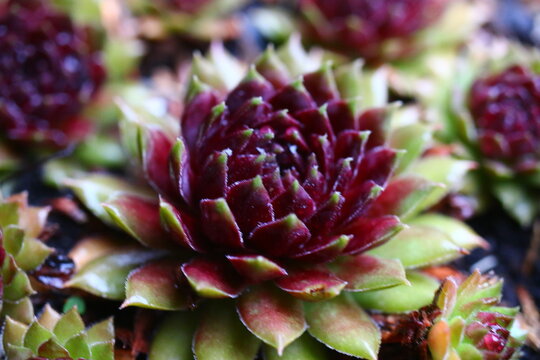 rojnik Sempervivum 'Dr. Fritz K&ouml;hlein'