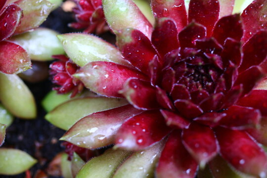 rojnik Sempervivum 'Dr. Fritz K&ouml;hlein'