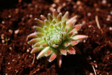 Fototapeta premium Sempervivum arachnoideum 'Sprite' rojnik pajęczynowaty