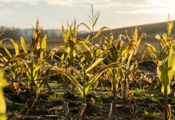 field of corn in sunset