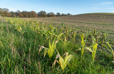corn field in the morning