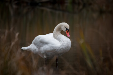 swan on the lake