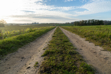 Fototapeta premium road in the field