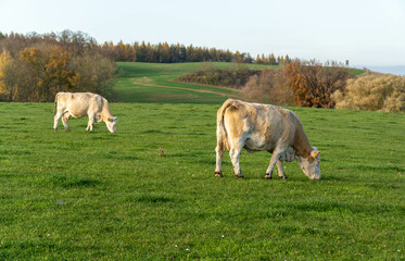 cows grazing in a field