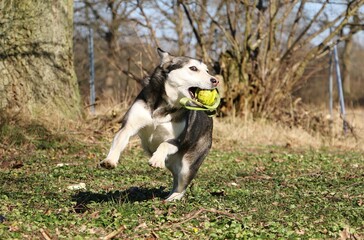 funny husky is running in the garden with a ball in the mouth