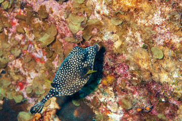 Naklejka na ściany i meble Smooth trunkfish on coral reef off the tropical island of Bonaire