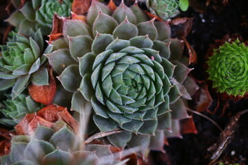 rojnik Belladonna Sempervivum