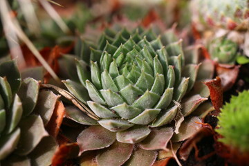 rojnik Belladonna Sempervivum