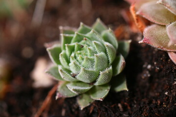 rojnik Belladonna Sempervivum