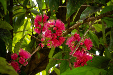 Fototapeta premium Countless thin pink petals are beautiful. The plant has several names like Mountain Apple, Rose Apple, Otaheite Apple