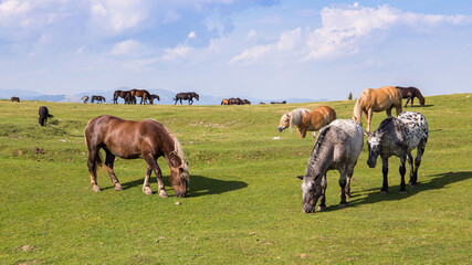 Flock of horses grazing on a green alpine pasture in the mountains of Austria
