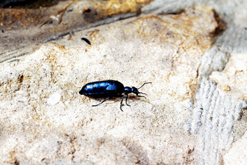 Large black beetle crawling on the sand, insect
