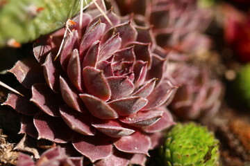 rojnik Belladonna Sempervivum