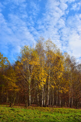 Tree sky autumn nature forest