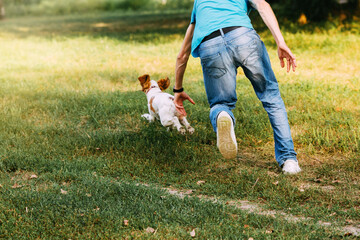 little dog runs across the field from a man who plays with her