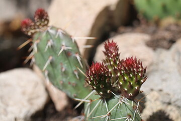 rojnik Sempervivum 'Belladonna'