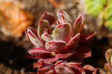 Fototapeta premium rojnik Sempervivum 'Belladonna'