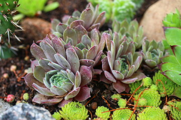 rojnik Belladonna Sempervivum