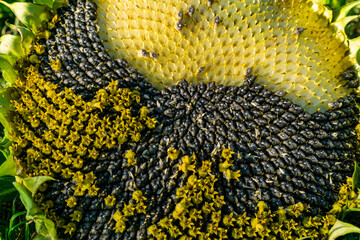 Organic farm. A ripe beautiful sunflower flower with harvest of seeds lies on the grass close-up