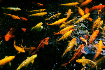 Koi fish in the pond, colorful carps