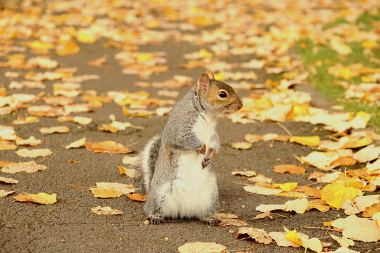 Image of a gray squirrel among autumn leaves on the ground.