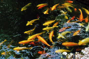 Koi fish in the pond, colorful carps
