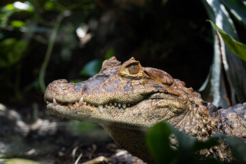alligator portrait incredible eyes on the hunt