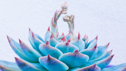 Close-up view of echeveria rosette of sky-blu leaves with with two peduncles. Succulent flower for...
